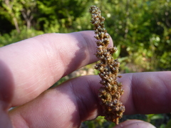 Spiraea tomentosa