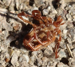 Amblyomma maculatum