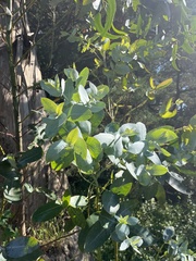 Eucalyptus globulus