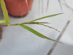 Eriochloa procera