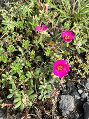 Portulaca amilis