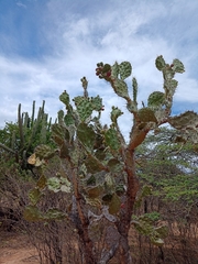 Opuntia elatior