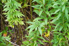 Procecidochares atra