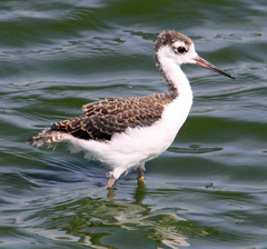 Himantopus mexicanus