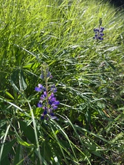Lupinus polyphyllus