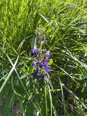Lupinus polyphyllus