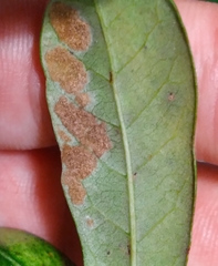 Taphrina caerulescens