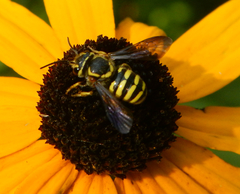 Paranthidium jugatorium lepidum