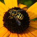 Southeastern Sunflower Burrowing-Resin Bee - Photo (c) David Durieux, some rights reserved (CC BY-NC-ND), uploaded by David Durieux