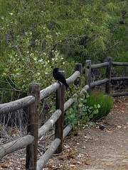 Corvidae