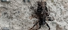 Cyclosa