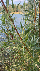 Salix exigua