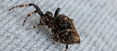Cyclosa