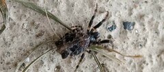 Cyclosa