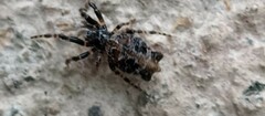 Cyclosa