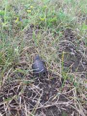 Emydoidea blandingii