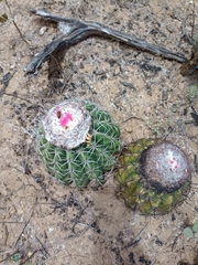 Melocactus curvispinus