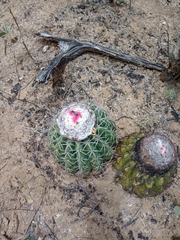 Melocactus curvispinus