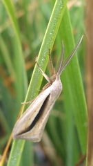 Doryodes bistrialis