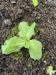 Pinguicula moranensis