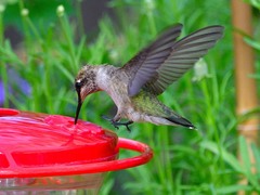 Archilochus alexandri