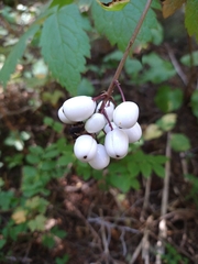 Actaea rubra neglecta