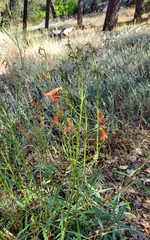 Penstemon rostriflorus