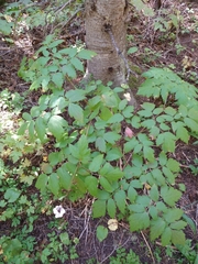 Actaea rubra neglecta