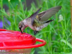 Archilochus alexandri