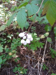 Actaea rubra neglecta