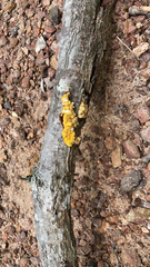 Tremella