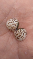 Laevicardium mortoni