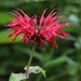 Scarlet Beebalm - Photo (c) Nicholas Cowey, some rights reserved (CC BY-NC), uploaded by Nicholas Cowey
