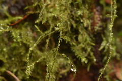 Pseudisothecium stoloniferum