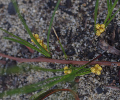 Lomandra caespitosa