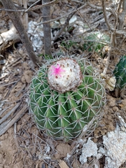 Melocactus curvispinus