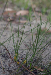 Lomandra caespitosa