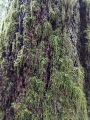 Pseudisothecium stoloniferum