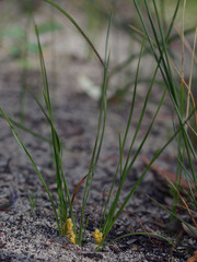 Lomandra caespitosa