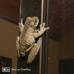 Trachycephalus vermiculatus