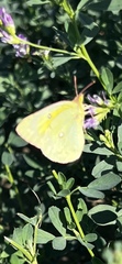 Colias alexandra