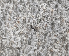 Brachyponera chinensis