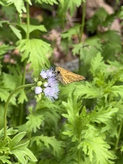 Hylephila phyleus