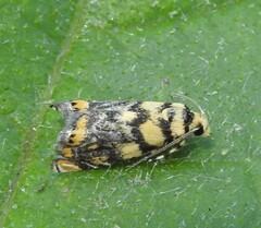 Diptychophora harlequinalis