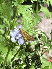 Hylephila phyleus