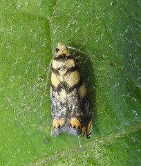 Diptychophora harlequinalis