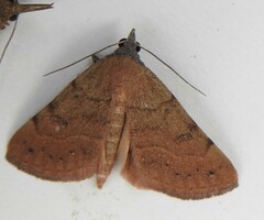 Hemeroplanis punitalis