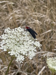 Ctenucha