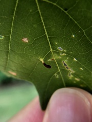 Vasates aceriscrumena
