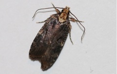 Agonopterix liturosa